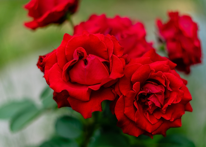 Red Roses