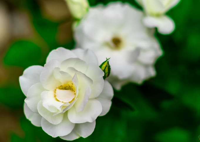 White roses