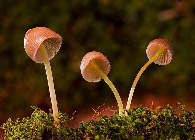 Mystical Forest