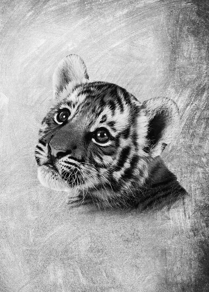 Little Tiger