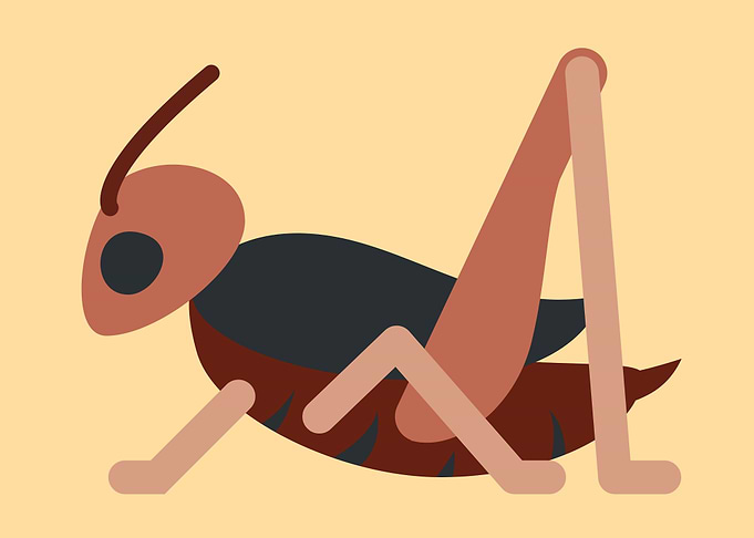 insect drawing