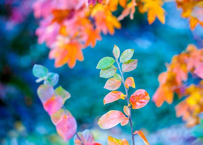 Stunning cotoneaster