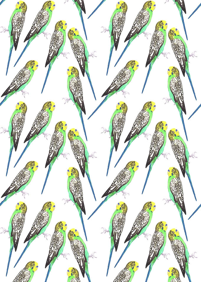 Budgerigar watercolor bird