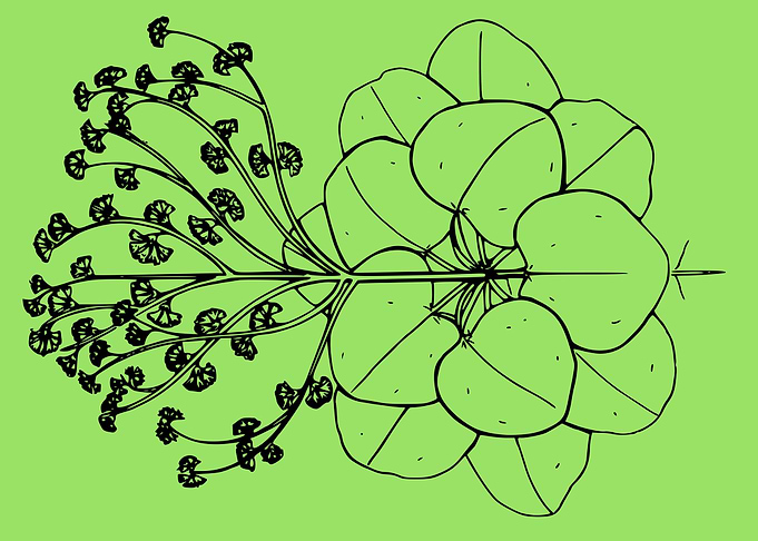 beautiful flower art