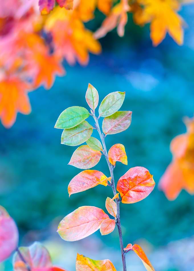 Stunning cotoneaster