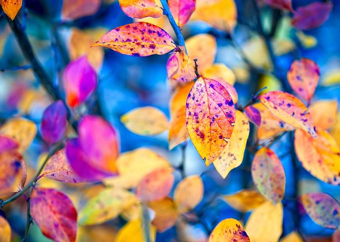 Warming cotoneaster