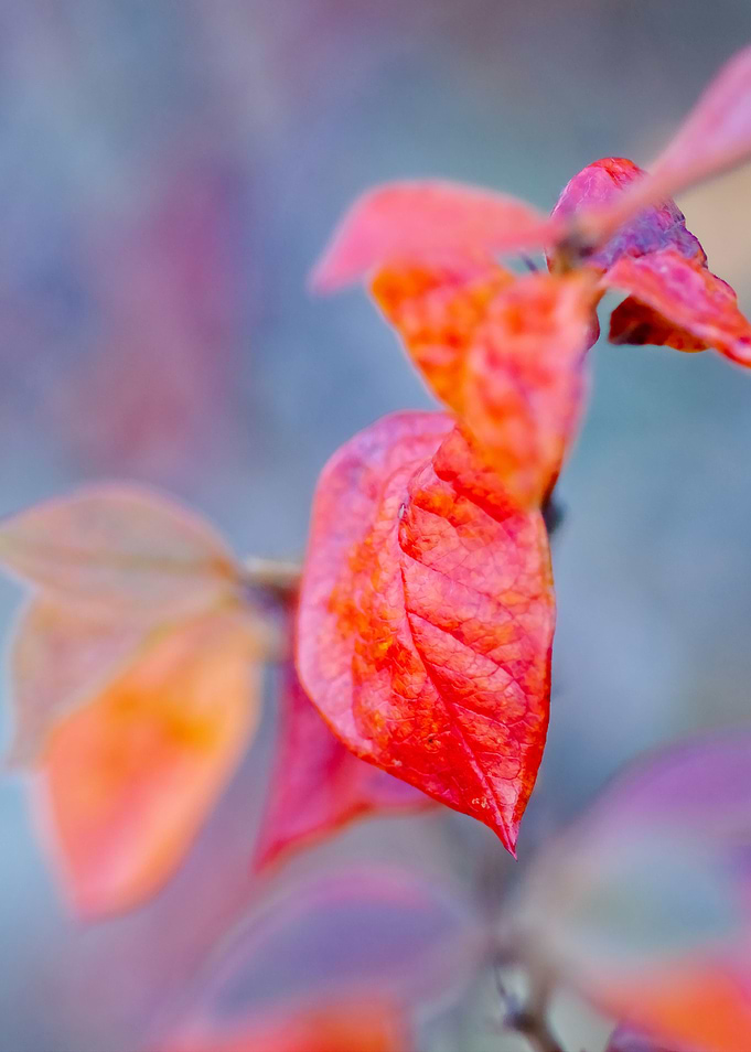 Beautiful cotoneaster