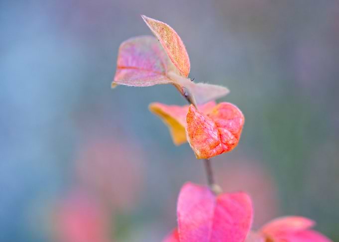 Colorful cotoneaster