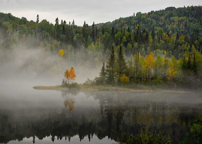 Foggy Mist Forest