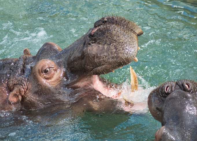 Hippos