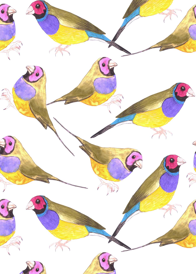 Gouldian finch birds