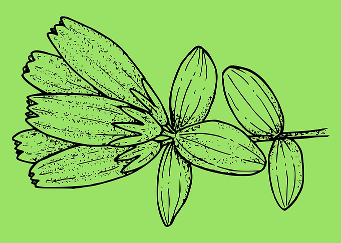 beautiful flower art