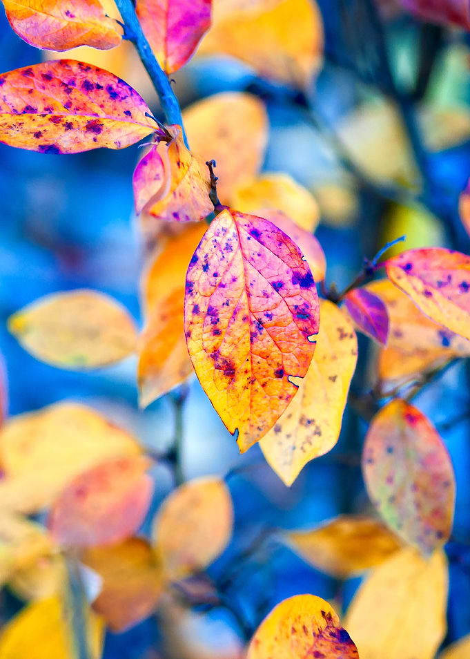 Warming cotoneaster