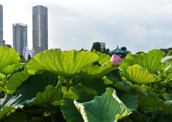 Lotus in the City