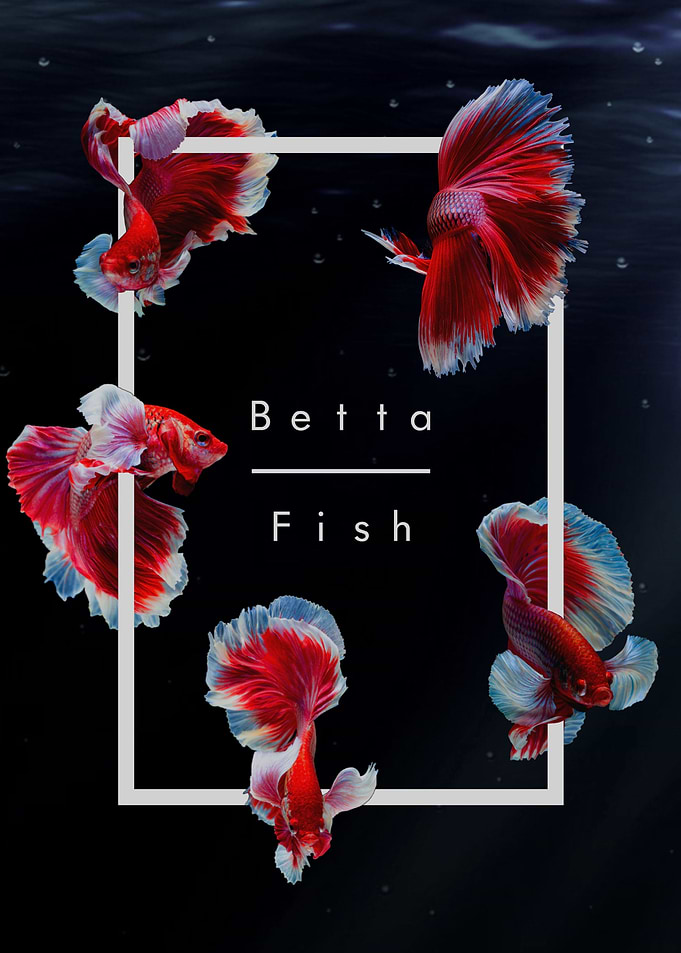 Betta Fish Geometric Print
