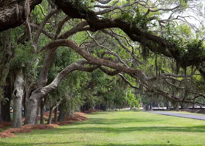 Line of Oaks