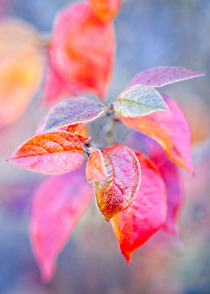 Charming cotoneaster