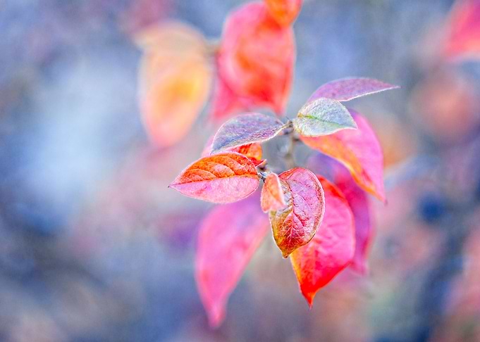 Charming cotoneaster