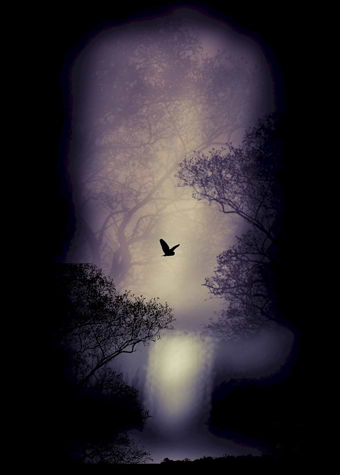 Owls Night