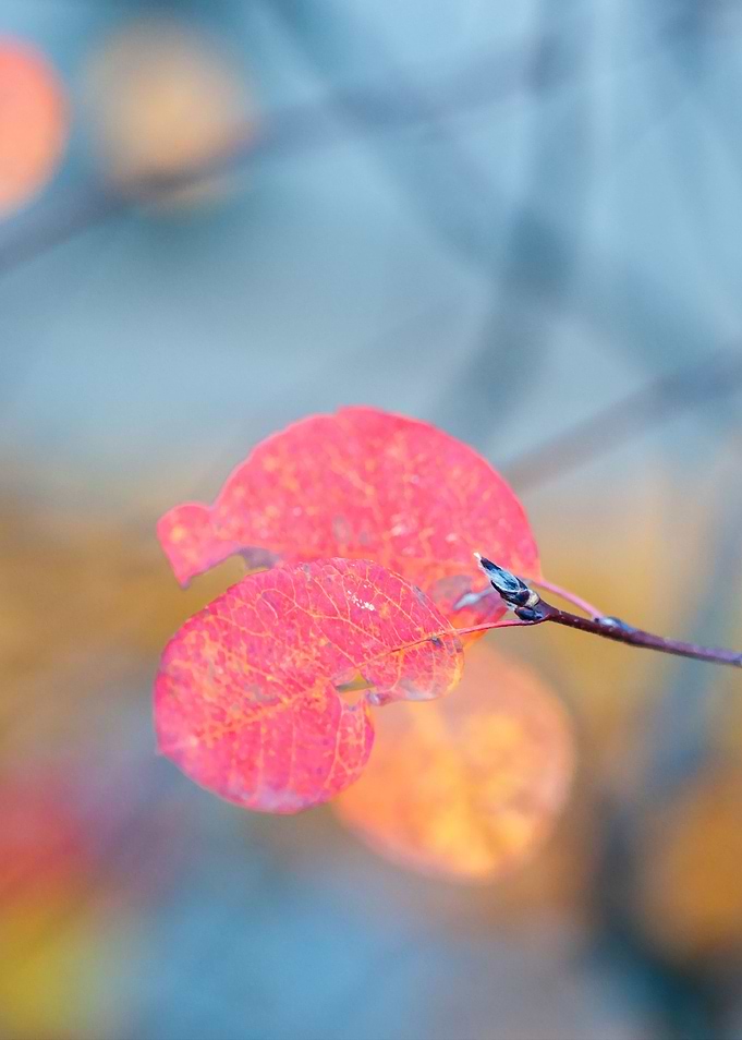 Stylish cotoneaster leaves