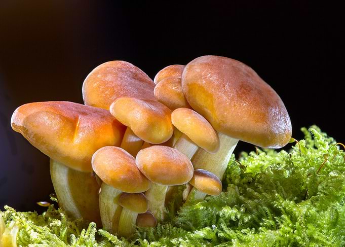 Magic Forest