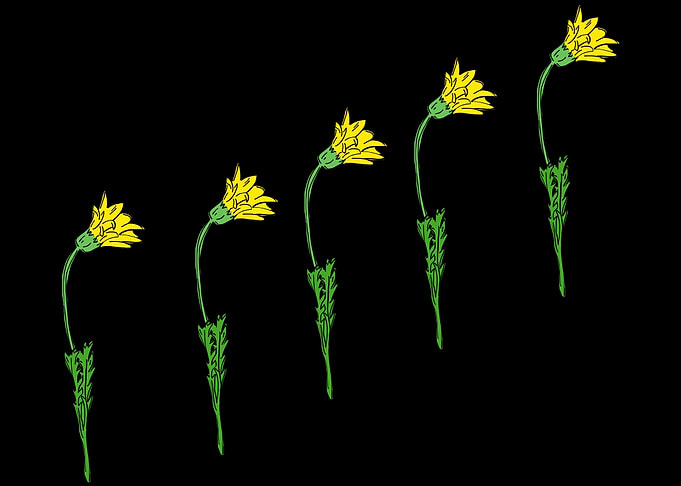 beautiful flower art