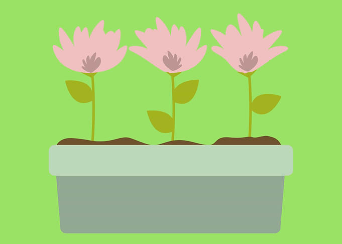 flower in a pot