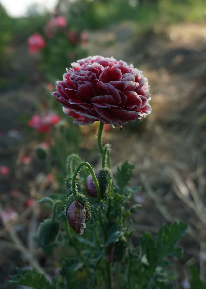 Red Flower