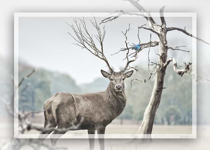 Deer