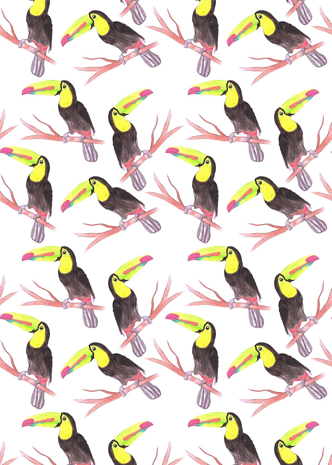 Keel billed Toucan bird