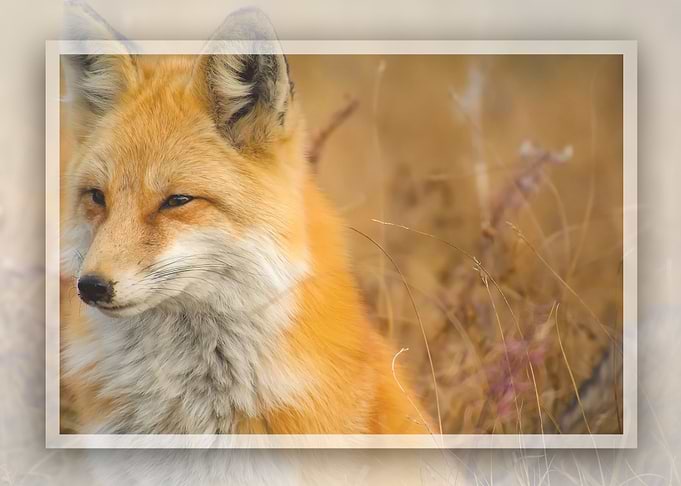 Fox