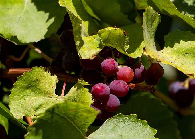 Weintrauben grapes shrub