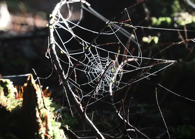 Webbed