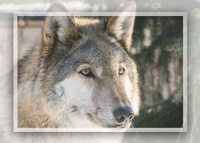 wolf