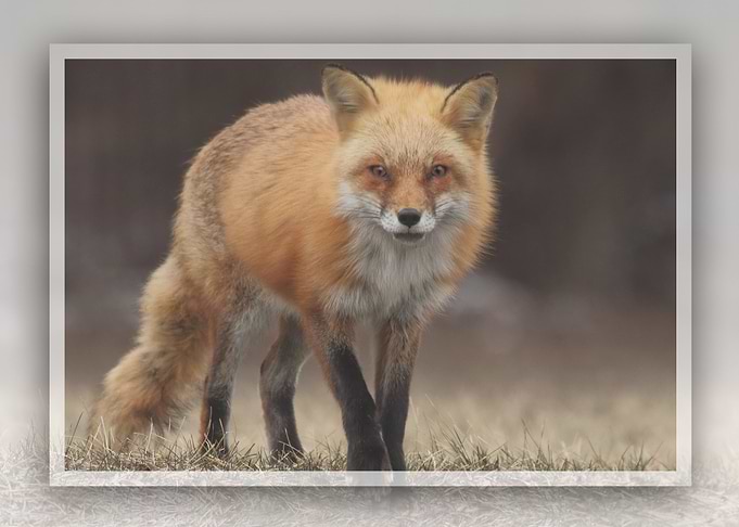 Fox