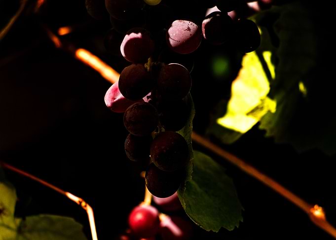 Weintrauben grapes shrub