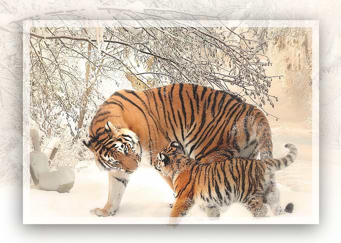 Two Tigers