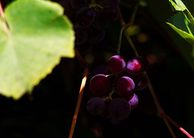 Weintrauben grapes shrub