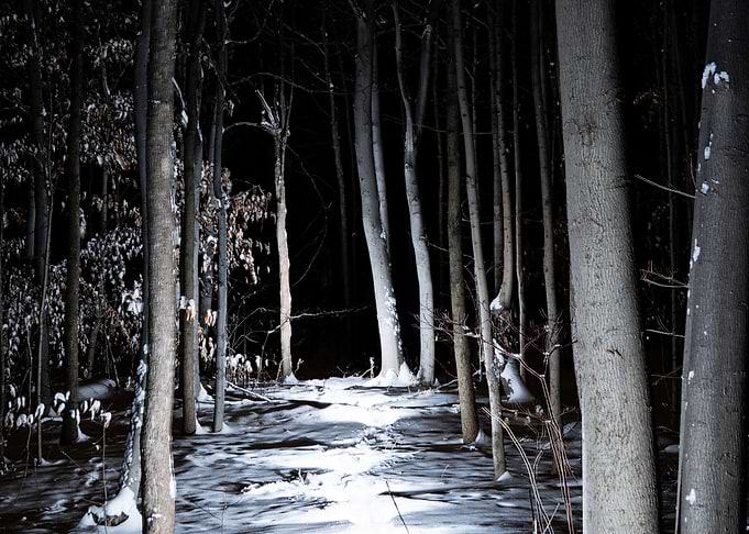 Midnight forest