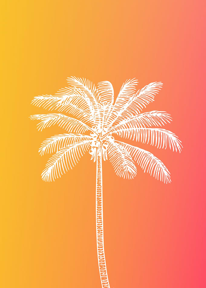 White palm sunset
