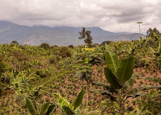 Colombia farms