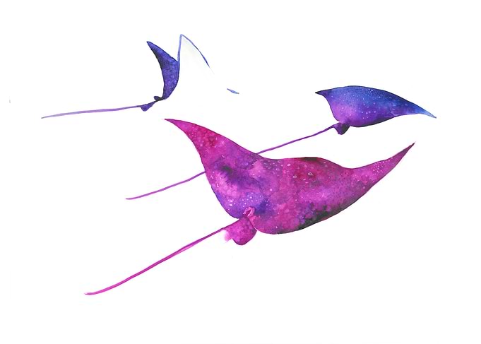 Pink Stingrays