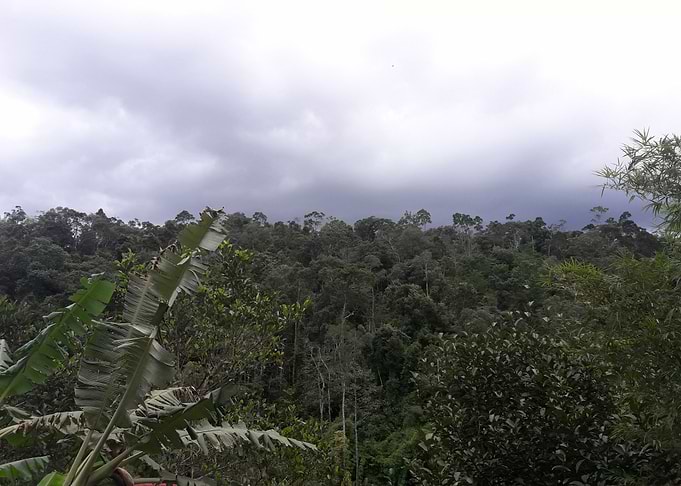 Beautiful Forest