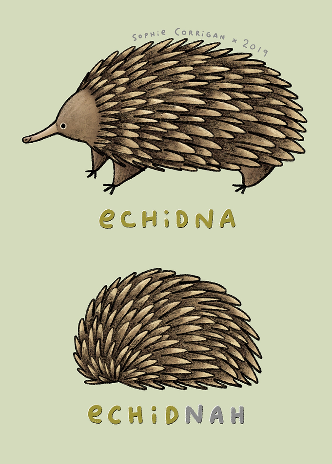 Echidna Echidnah
