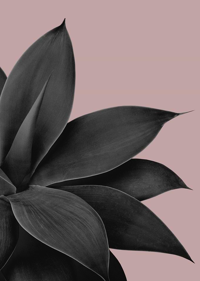 Agave Finesse 14
