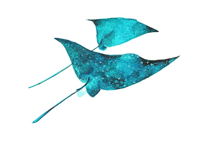 Green Stingrays