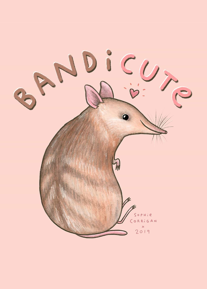 Bandicute