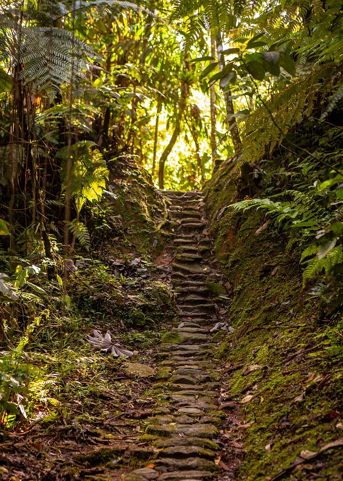 Lost in the jungle