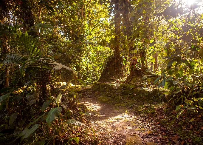 Lost in the jungle