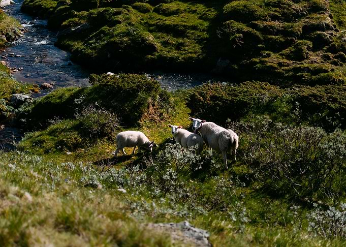 Sheeps from top